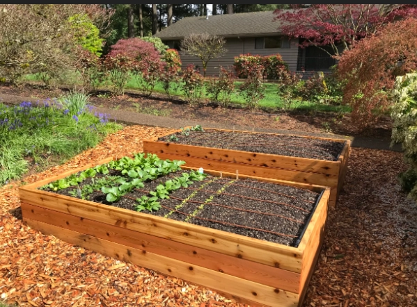 raised bed layout raised bed layout