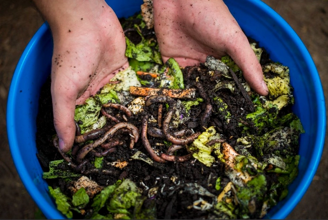 how to make worm compost how to make worm compost