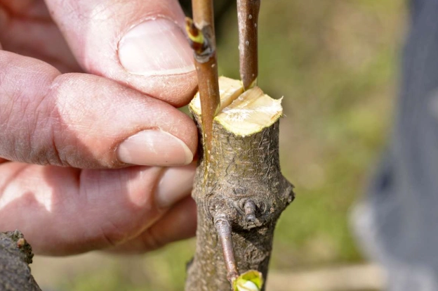 how to graft plants