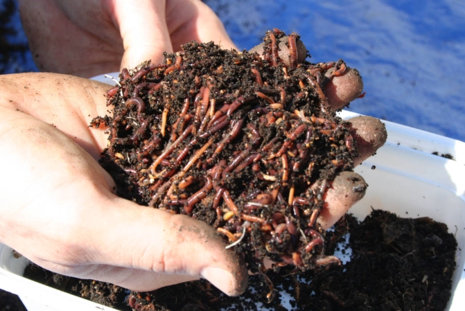 vermicomposting for beginners vermicomposting for beginners