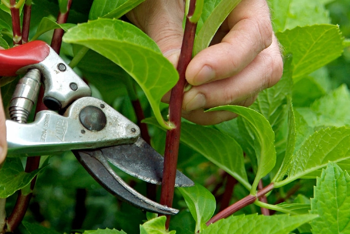 how to propagate plants from cuttings