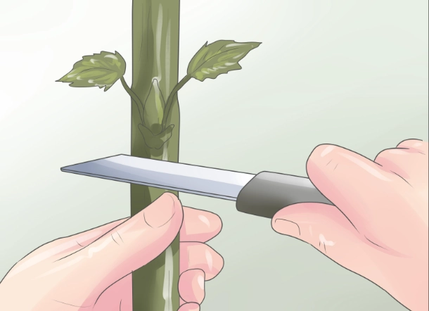 how to graft plants