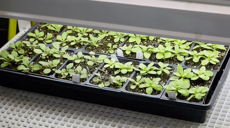 hardening off plants