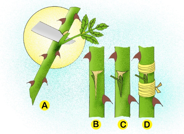 best plants for cuttings