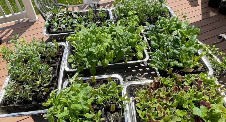 how to harden off plants