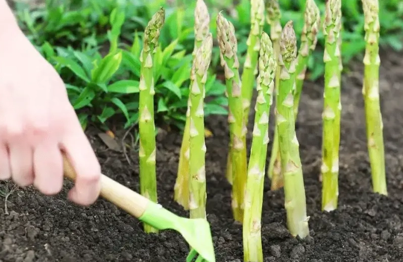 grow asparagus from cuttings