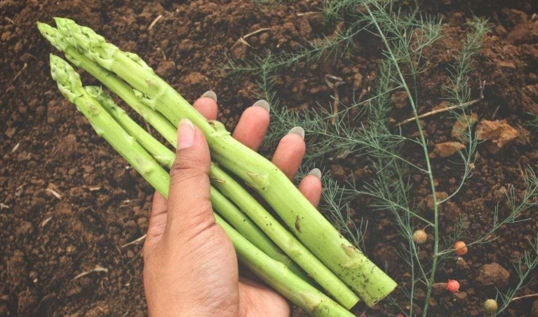 asparagus crown division