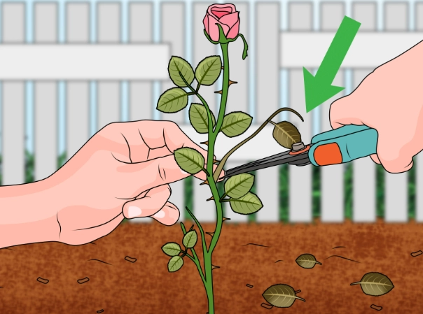 plant cutting propagation