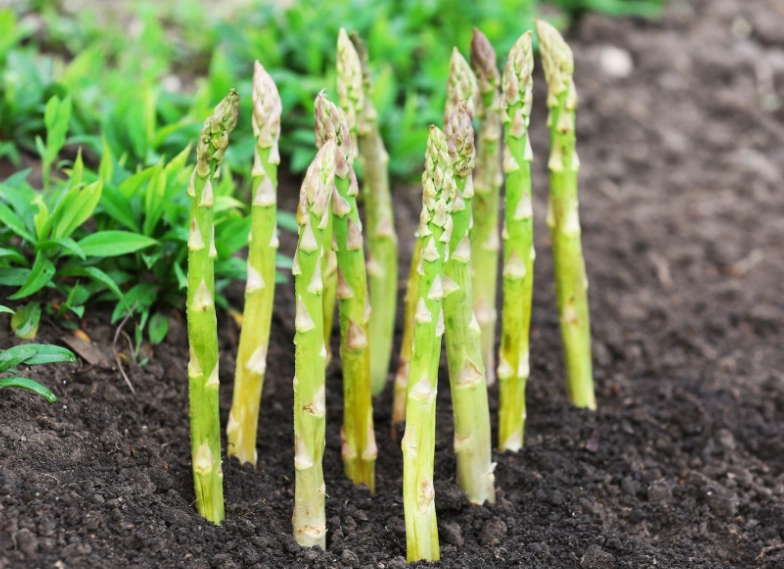 asparagus yield per plant