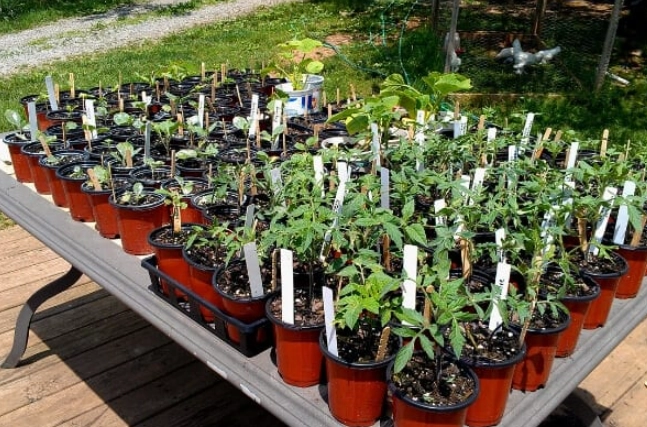 hardening off seedlings