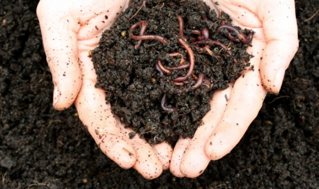vermicompost benefits vermicompost benefits