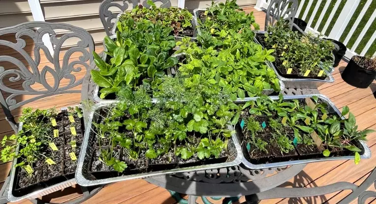 hardening off seedlings