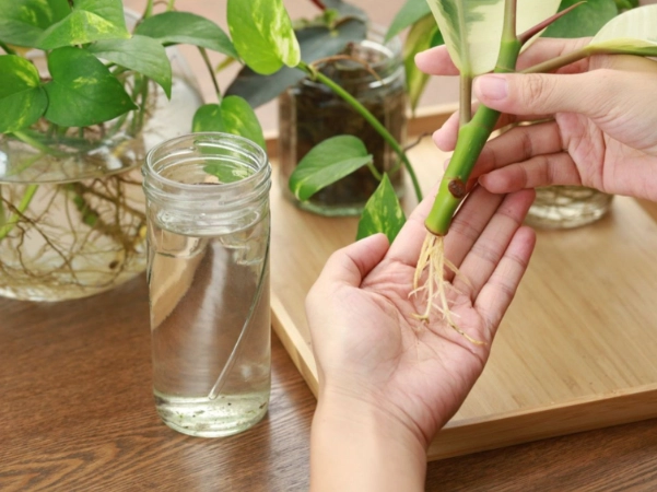 best plants for cuttings