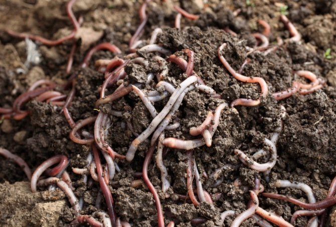 vermicomposting for beginners vermicomposting for beginners