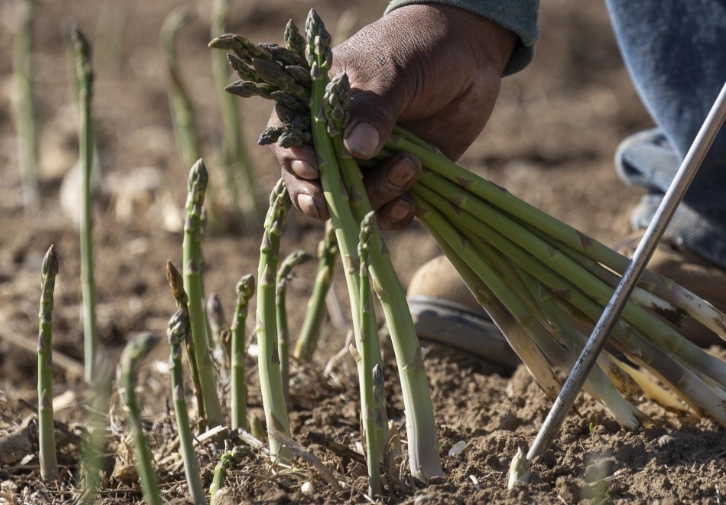asparagus propagation