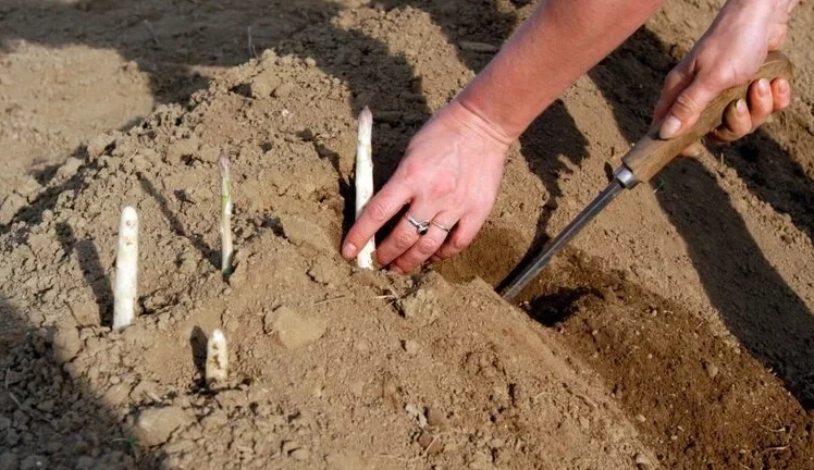 asparagus propagation