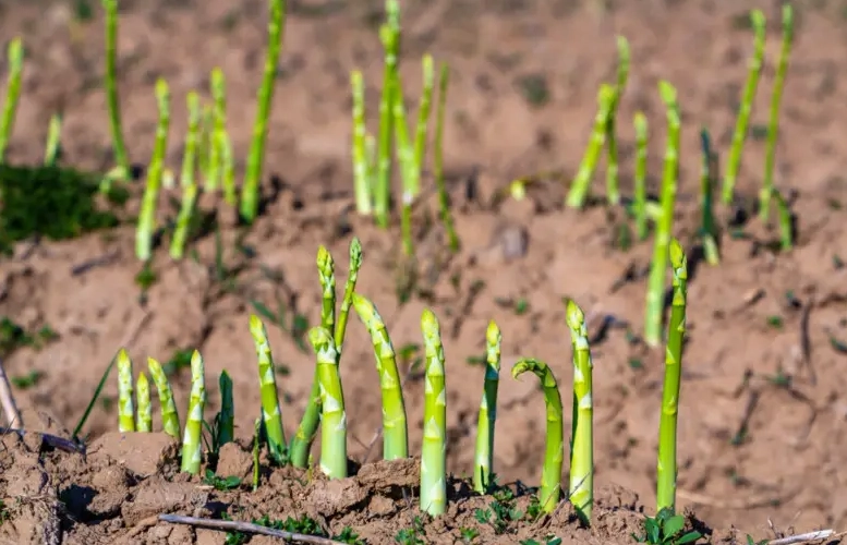asparagus harvest amount