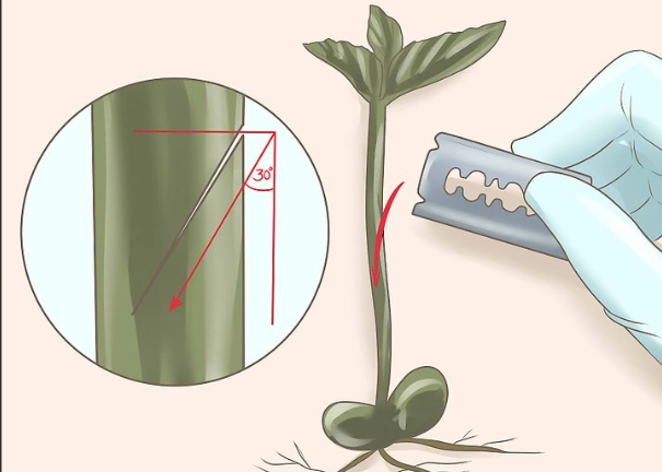 plant grafting techniques