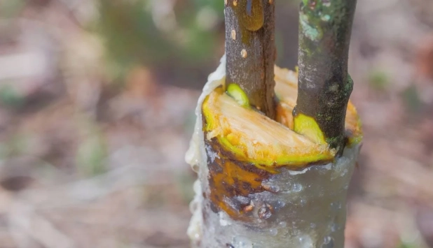 plant grafting techniques