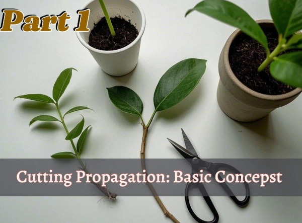 plant cutting propagation