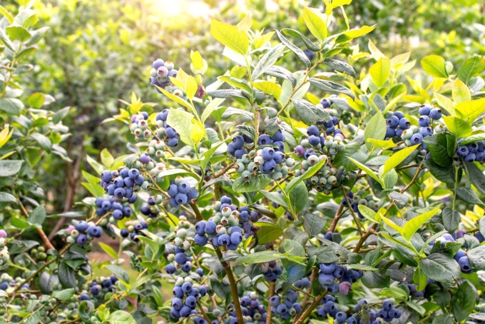 best berries to grow