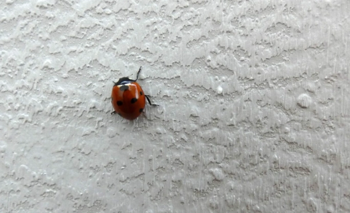 ladybug infestation control