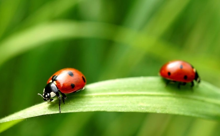 get rid of ladybugs fast