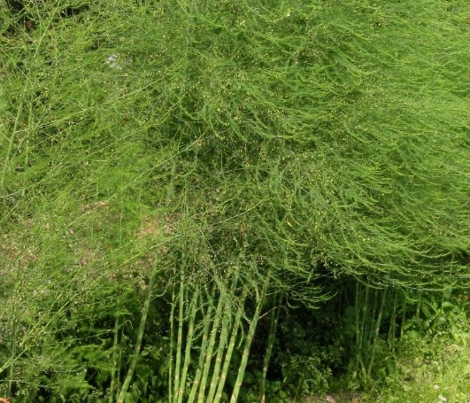 fully grown asparagus fern fully grown asparagus fern