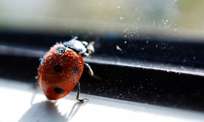 how to remove ladybugs
