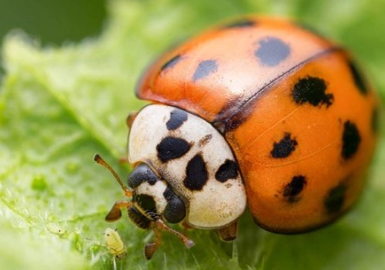 how to remove ladybugs