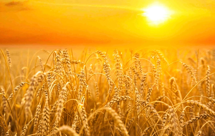 how to know when to harvest how to know when to harvest