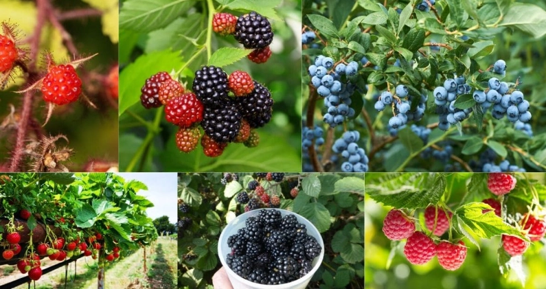 berry growing for beginners