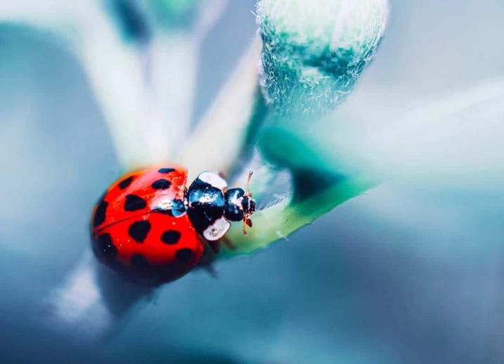 get rid of ladybugs fast