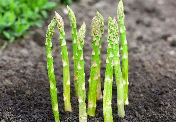 mature asparagus plant harvesting mature asparagus plant harvesting