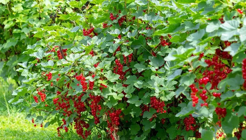 how to grow berries