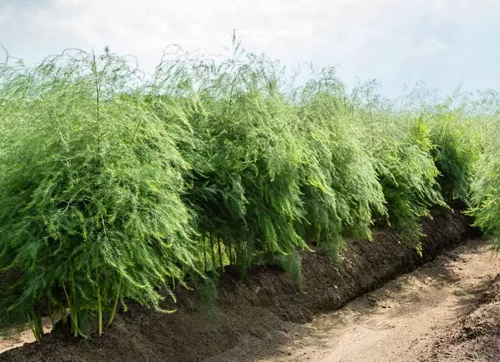 fully grown asparagus fern fully grown asparagus fern