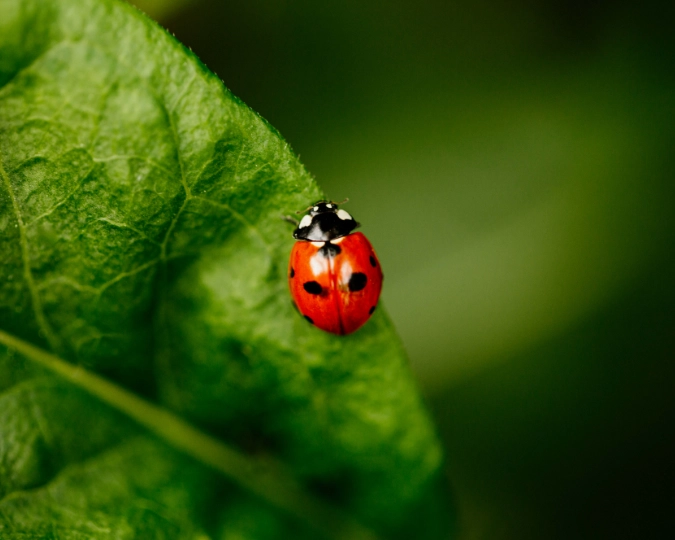 ladybug infestation control