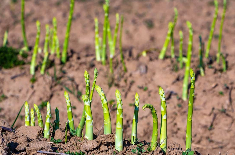 mature asparagus plant harvesting mature asparagus plant harvesting