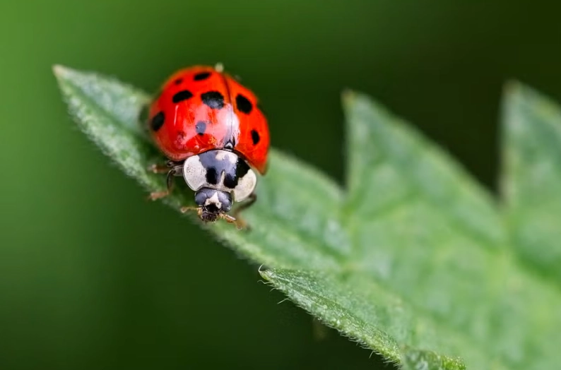 get rid of ladybugs fast