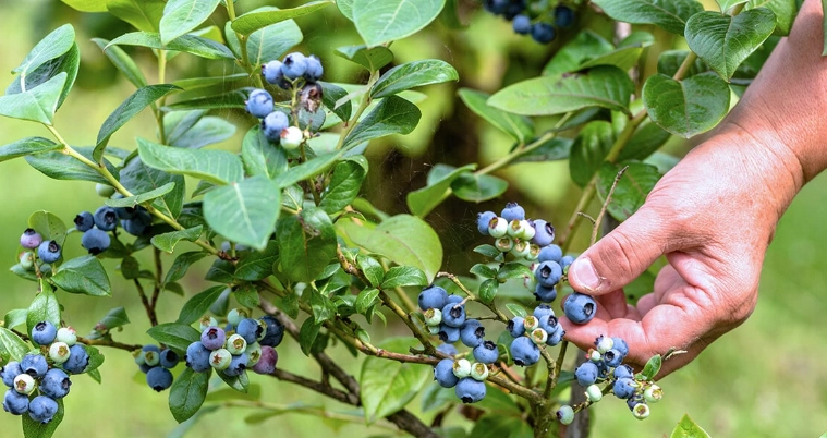 best berries to grow