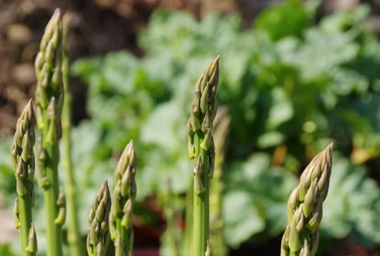 fully grown asparagus plant care fully grown asparagus plant care