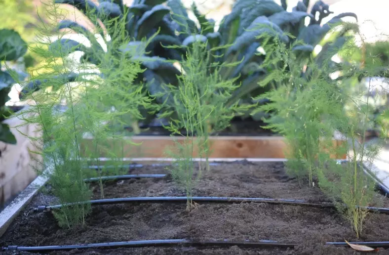 fully grown asparagus plant care fully grown asparagus plant care