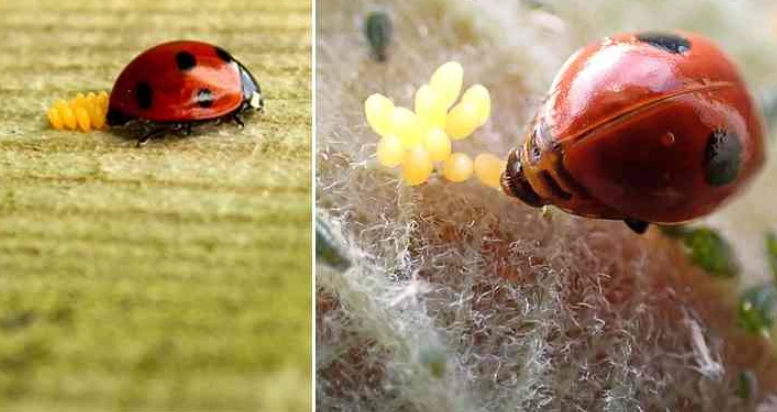 ladybug lifecycle