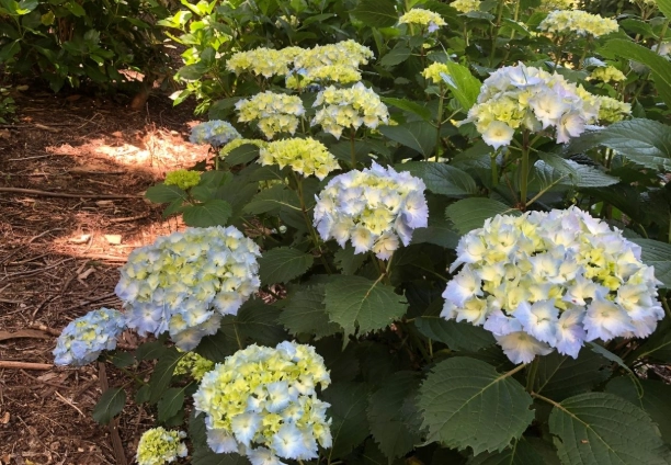 pruning hydrangeas