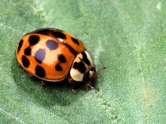 Ladybug metamorphosis for kids Ladybug metamorphosis for kids