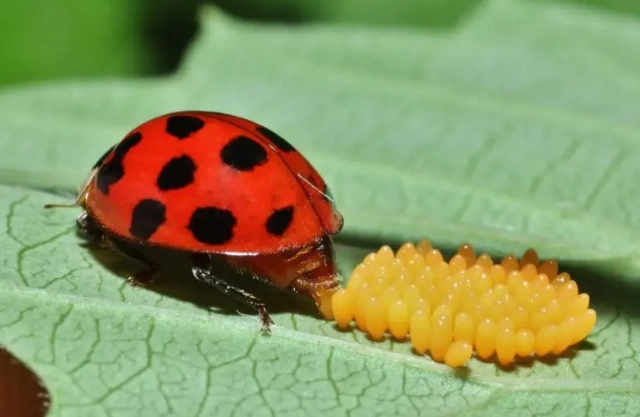 what do ladybug eggs look like what do ladybug eggs look like