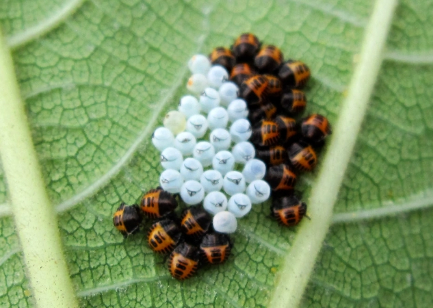 ladybug life cycle ladybug life cycle