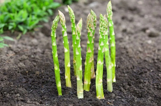 planting asparagus crowns