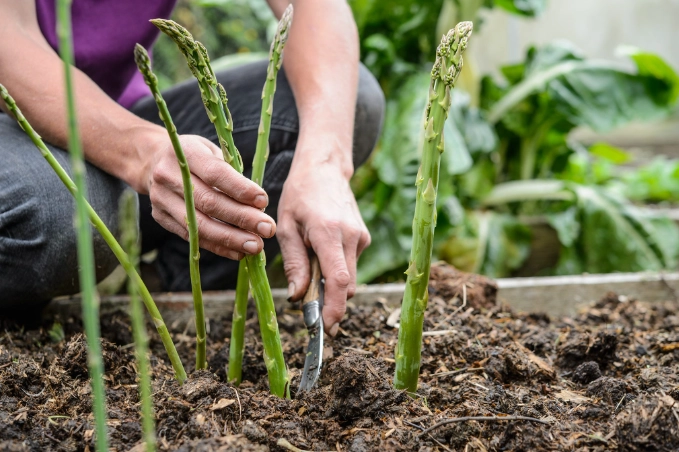 planting asparagus crowns