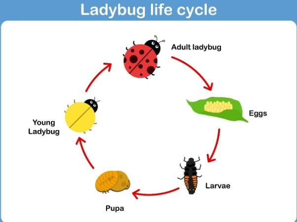 ladybug metamorphosis